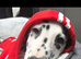 Beautiful Dalmation
