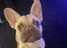 Cream female French bulldog