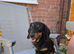 KC registered Chocolate and tan 1 year old miniature dachshund
