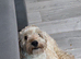Female cockapoo f1