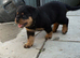4 chunky Rottweiler pups