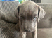 Puppys for sale