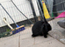 2 bunnies for sale