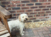 Beautiful  cavapoo nelly