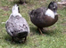 2 x female call ducks for sale