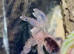 Adult Female Y Diversipes