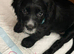 1 Cocker spaniel puppy left