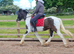 14.2hh 5 year old mare