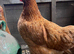 Laying hens