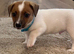 Traditional mini Jack Russell pups