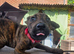 15 week old mallinois cross small