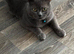 Loving British Blue Male Cat, 6 Years Old – Forever Home Needed