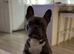French bulldog for rehome