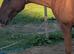 Chestnut hector