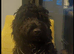 Male 8 month old Sprockerpoo