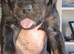 Rottie x staffie