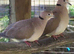 This year's Barbary doves and one white Java.
