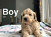 Cockapoo puppies ready to leave in a few weeks time