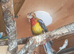 3 baby Golden Mantle Rosellas for sale
