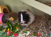 2 male Guinea Pig babies