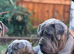 Beautiful Neapolitan masstiff puppy’s! 2 left ready to go to there forever homes now!