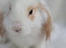 Mini lop