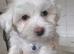 Maltese puppies