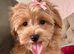 BEAUTIFUL KOREAN MALTIPOO GIRL. EXTRA MINI!!