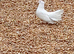 Garden Fantails