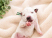 Dalmatian puppies available