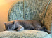 British shorthair kitten