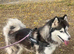 3 year old Husky bitch
