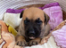 Bullherder pups