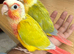 Baby Mooncheck and Suncheek conures 4-6 weeks
