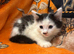 Kittens