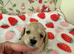 Extensively Health Tested kc toy poodle puppies