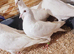 Pure White Racing Pigeons