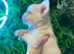 Beautiful KC registered Fluffy Boy