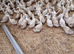 800 Cherry Valley Ducklings