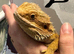 Male and female bearded dragon