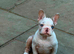 FRENCHIE PUPPIES
