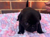 4 beautiful pug puppies for sale