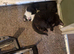 2 lovely male kittens left