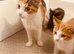Kittens for sale