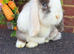 Pure bred mini lops .