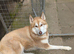 Dog require good home