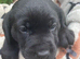 GORGEOUS CHUNKY SHOW BLACK LABRADOR BOY PUPPIES AVAILABLE (PICTURED)