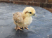 Silkie hybrid and Pekin Bantam chicks