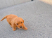 Cockapoo puppies