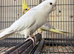 Cockatiels Established Breeding Pair.